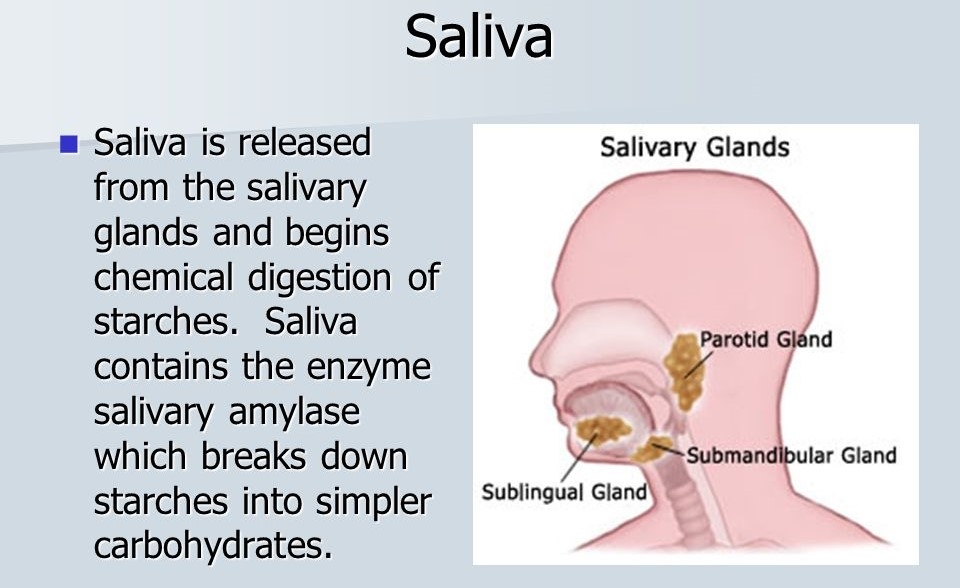 😀 Digestion of starch by salivary amylase. How Is Starch